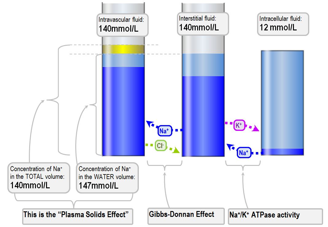 Distribution and regulation of sodium in the body fluids Deranged